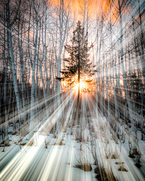 Tree of glory by Photo Mahler