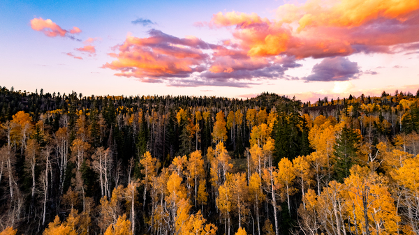 tree tops in fall Print