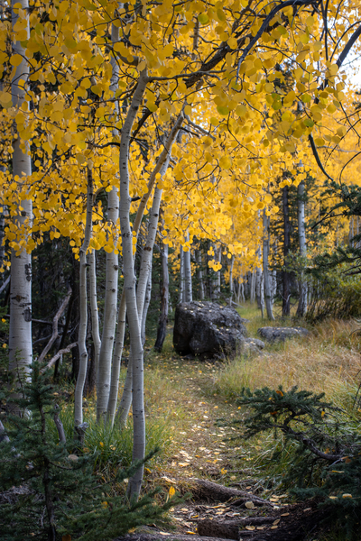 Fall paths Print