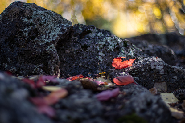 Fall Leaves Print