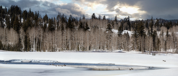 springthawdcpond Print