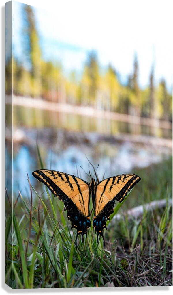 butterfly  Canvas Print
