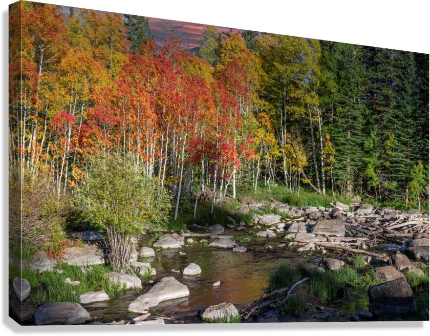 fall2023a Canvas Print
