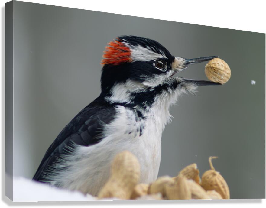 Pecker Canvas Print