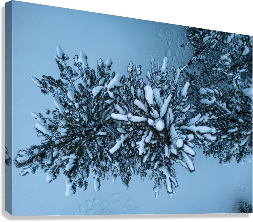 tree snow Canvas Print