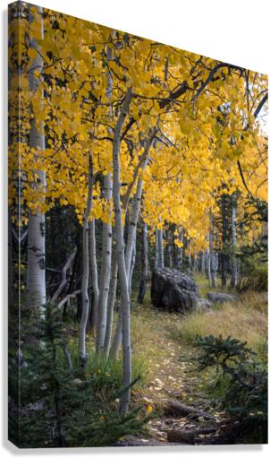 Fall paths Canvas Print