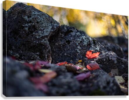 Fall Leaves Canvas Print
