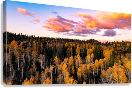 tree tops in fall Canvas Print