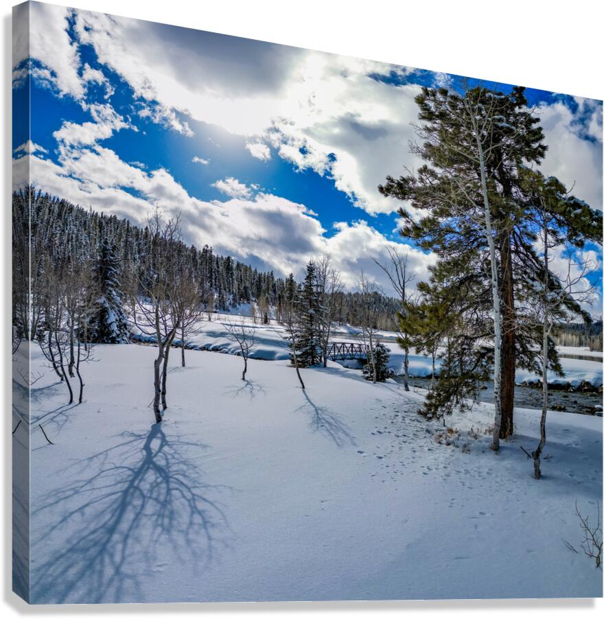 Aspen  Canvas Print