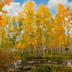 fall 2025 Utah creek side