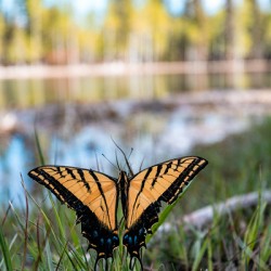 butterfly 
