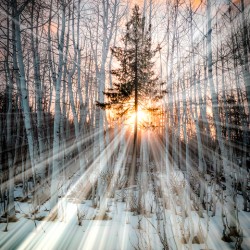 Tree of glory