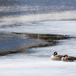 first to the pond