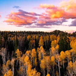 tree tops in fall