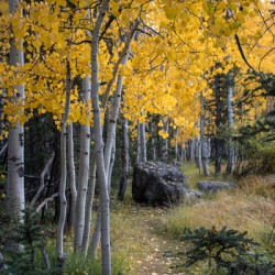 Fall paths