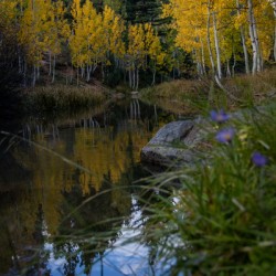 Duck creek fall Reflections