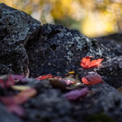 Fall Leaves
