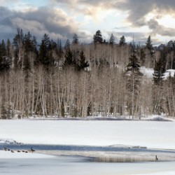 springthawdcpond