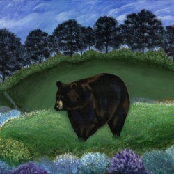 Black Bear