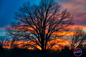 Sunrise Tree - Ithaca NY