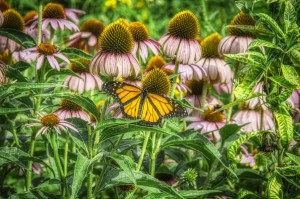 monarch