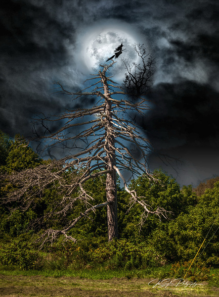 Tree moon by Joseph Scaglione III