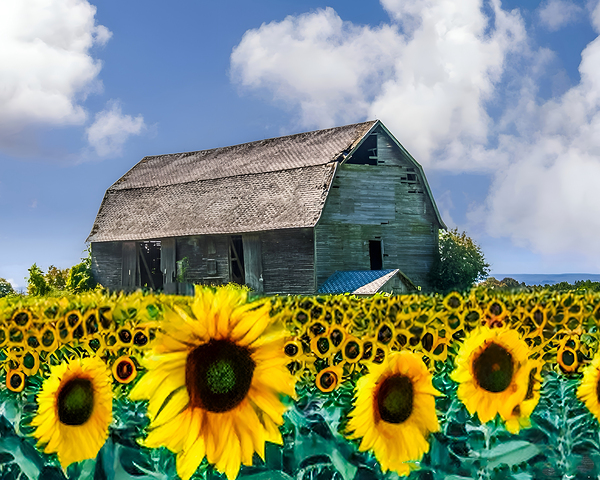 Sunflowers of Central NY by Joseph Scaglione III