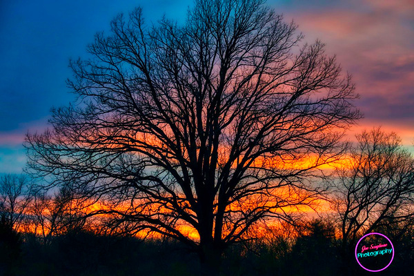 Sunrise Tree - Ithaca NY by Joseph Scaglione III