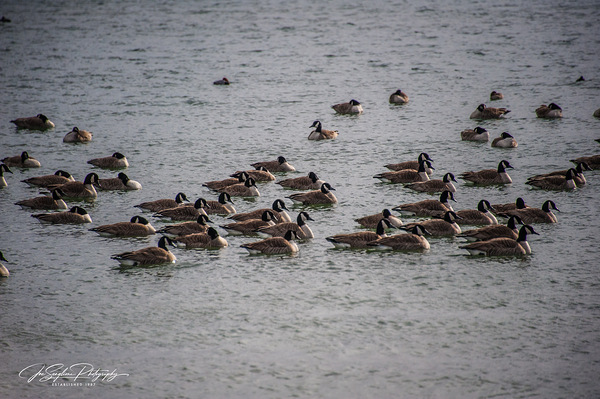 The flock on Cayuga Lake - Lansing NY by Joseph Scaglione III