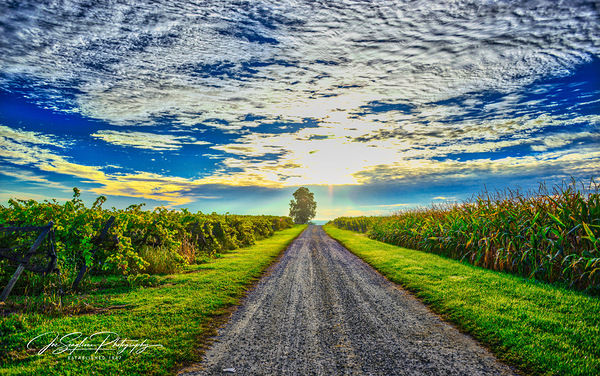 Knapp Vineyards - Romulus NY by Joseph Scaglione III