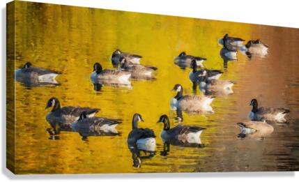 REFLECTIONS Canvas Print