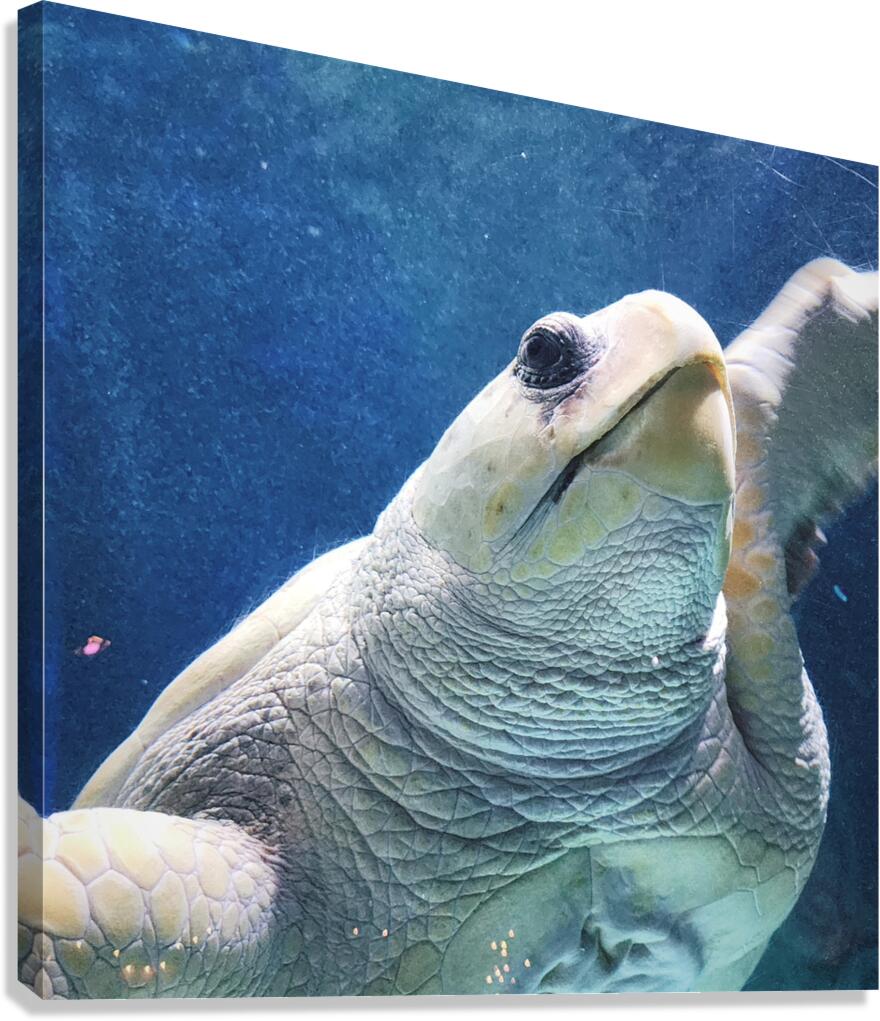 Mother Turtle Canvas Print