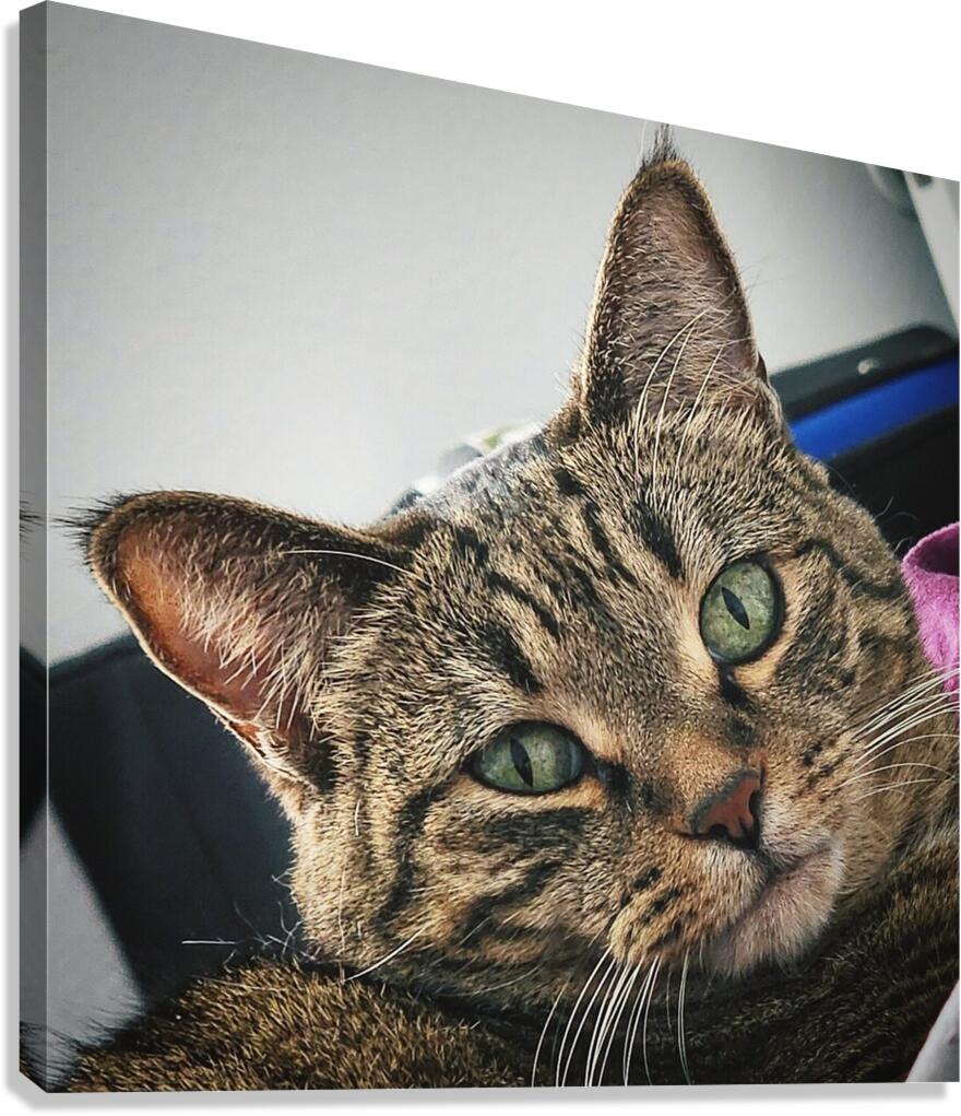 Crazy Cat Canvas Print