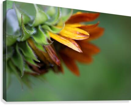Sunflower Canvas Print