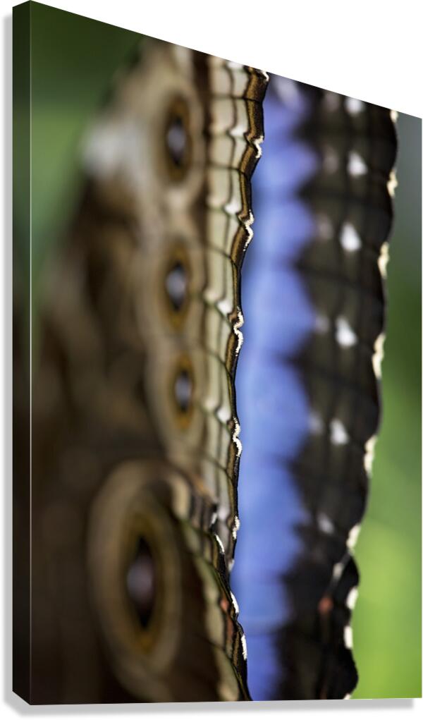 Blue Morpho Canvas Print