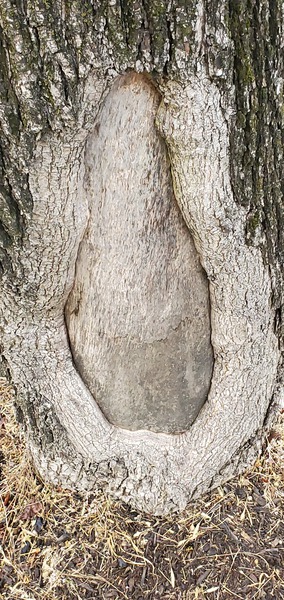 Tree Designs by marshajimmie