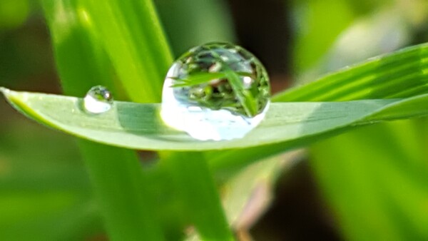 Large Dew Drop on a leaf Print