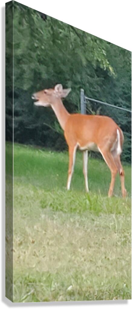 deer today Canvas Print