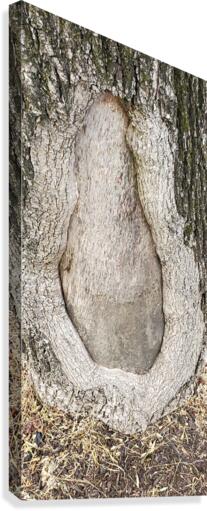 Tree Designs Canvas Print