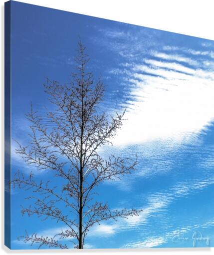 Tree, Sky & Clouds Canvas Print