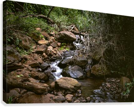 Pavuna 1 Canvas Print