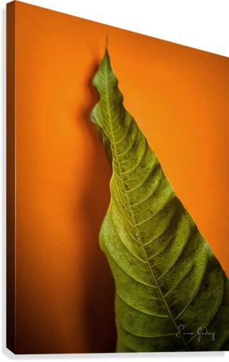 LeafMango 1 Canvas Print