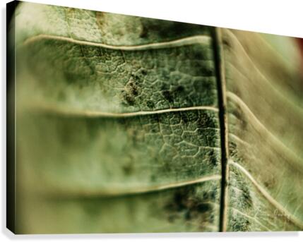 DryLeaf mango 1 Canvas Print