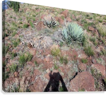 Cactus  Canvas Print