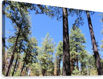 Trees 4 Canvas Print
