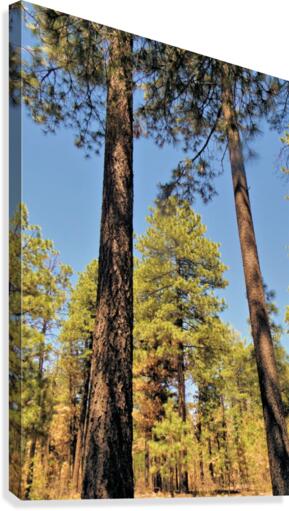 Trees 3 Canvas Print