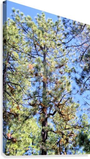 Trees 2 Canvas Print