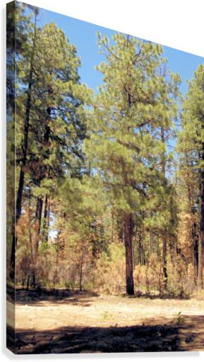 Trees Canvas Print