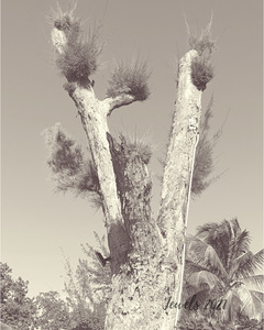 Abstract Tree Jamaica