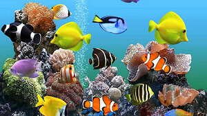 desktop wallpaper saltwater fish marine fish
